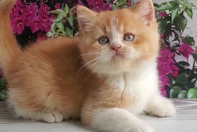 Unique British Shorthair male red bicolour - live animals