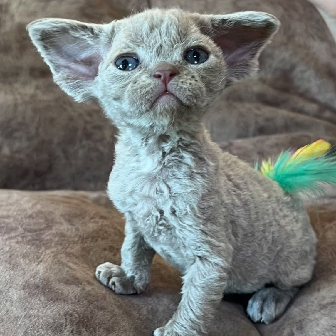 Vlad Devon Rex male, lilac