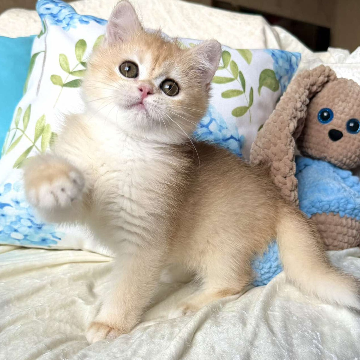 Silvia British Shorthair female, black golden chinchilla