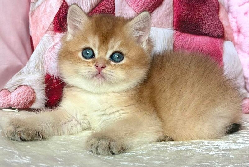 Alan British Shorthair male, black golden shaded