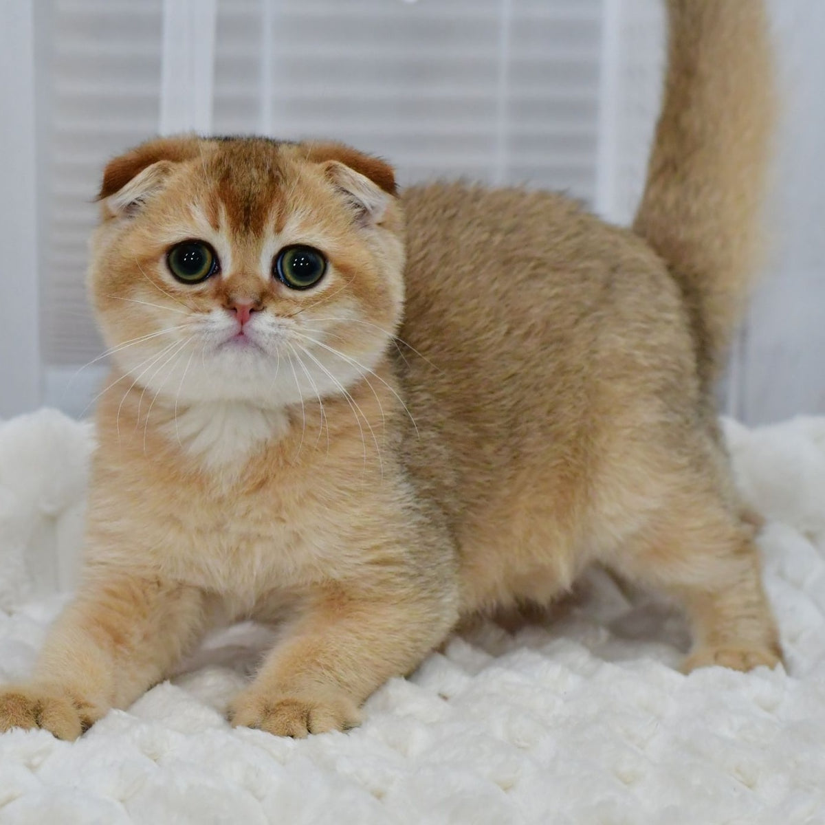 Mark Scottish Fold male, black golden shaded