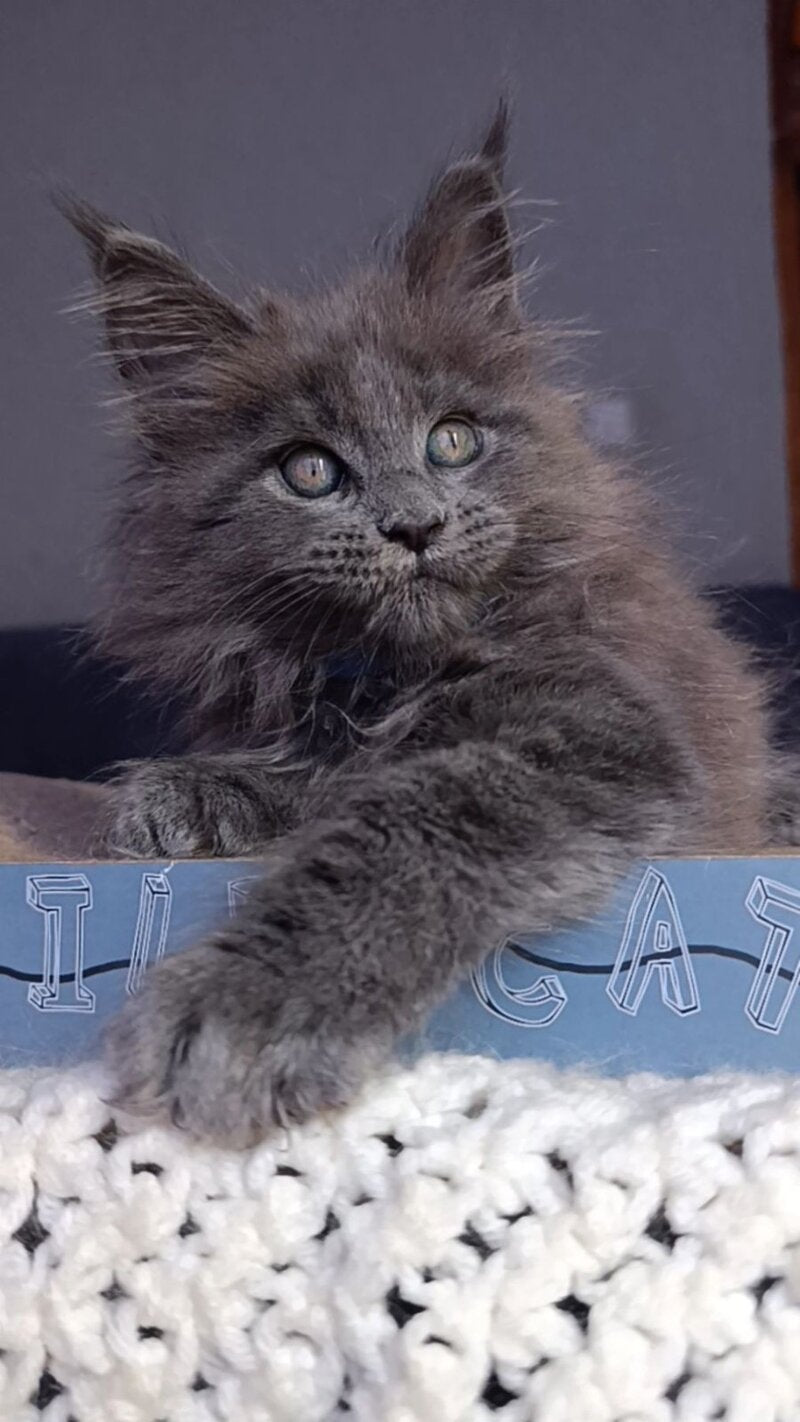 Phantom Maine Coon male blue - live animals