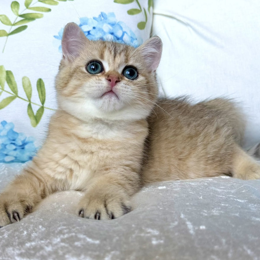 Cocos British Shorthair male, black golden spotted tabby