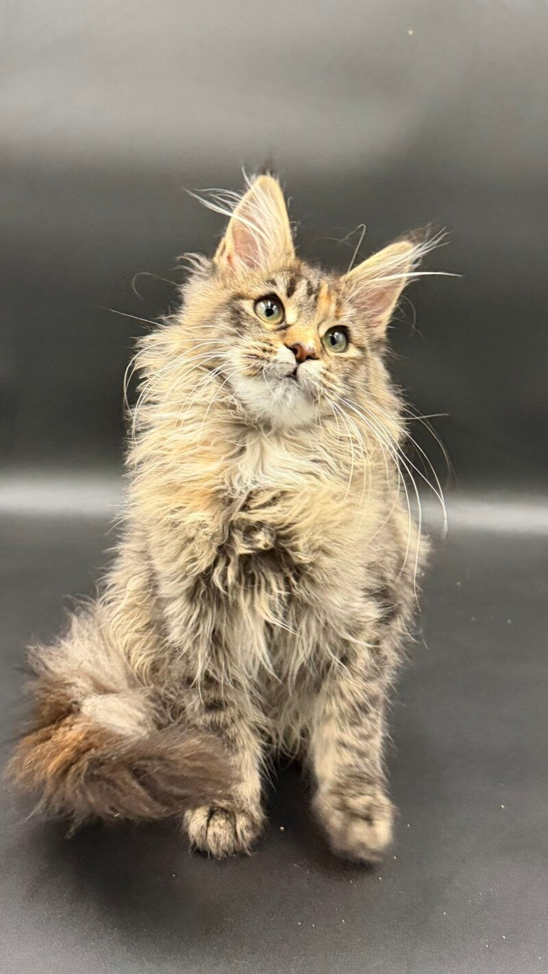 Werra Maine Coon female black tortie spotted tabby - live animals