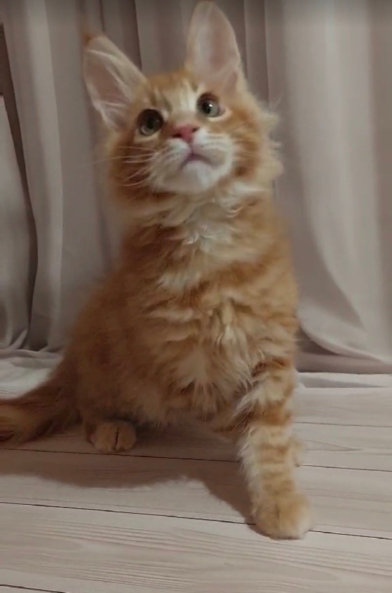 Gellik Maine Coon male red ticked tabby - live animals