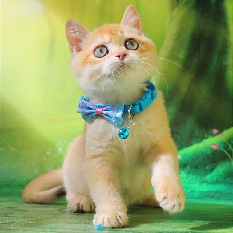 Kosmos British Shorthair male, chocolate golden chinchilla