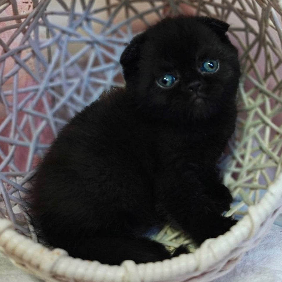 Xander Scottish Fold male, black