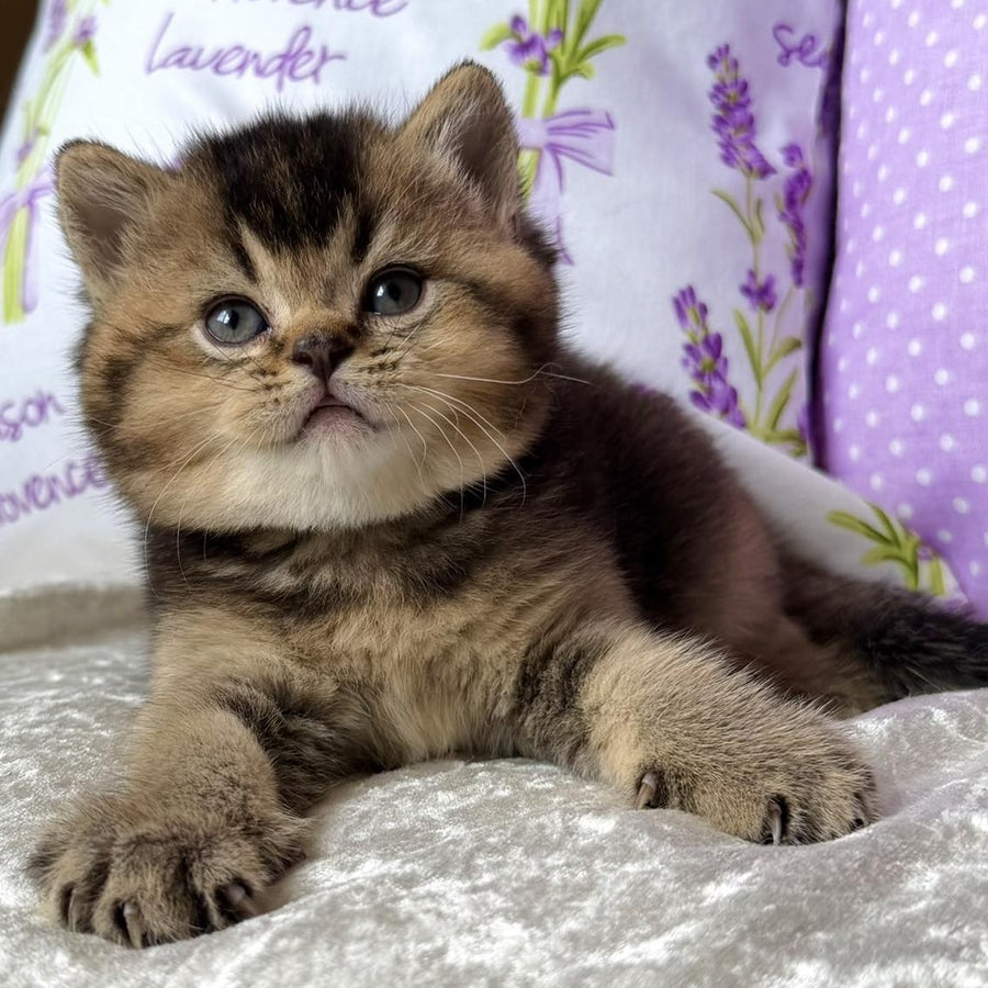 Eminem British Shorthair male, black ticked tabby