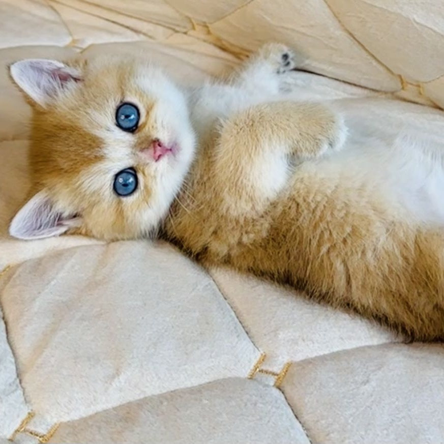 Finik British Shorthair male, black golden shaded with white