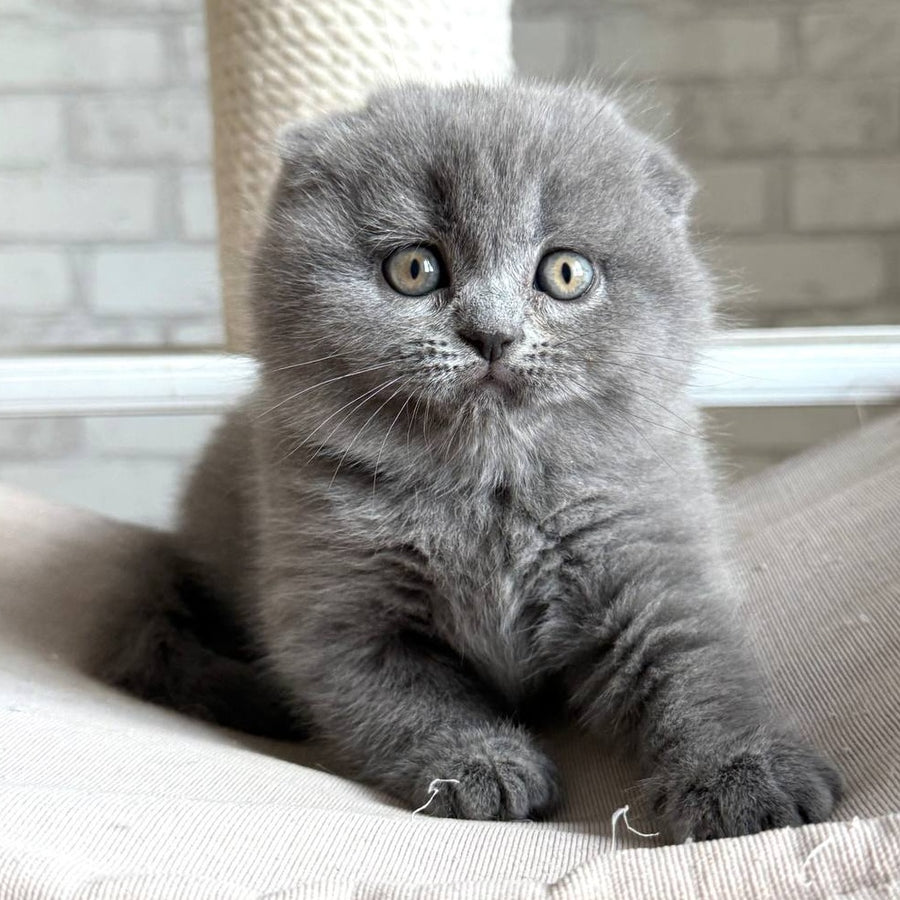 Nora Scottish Fold female, blue