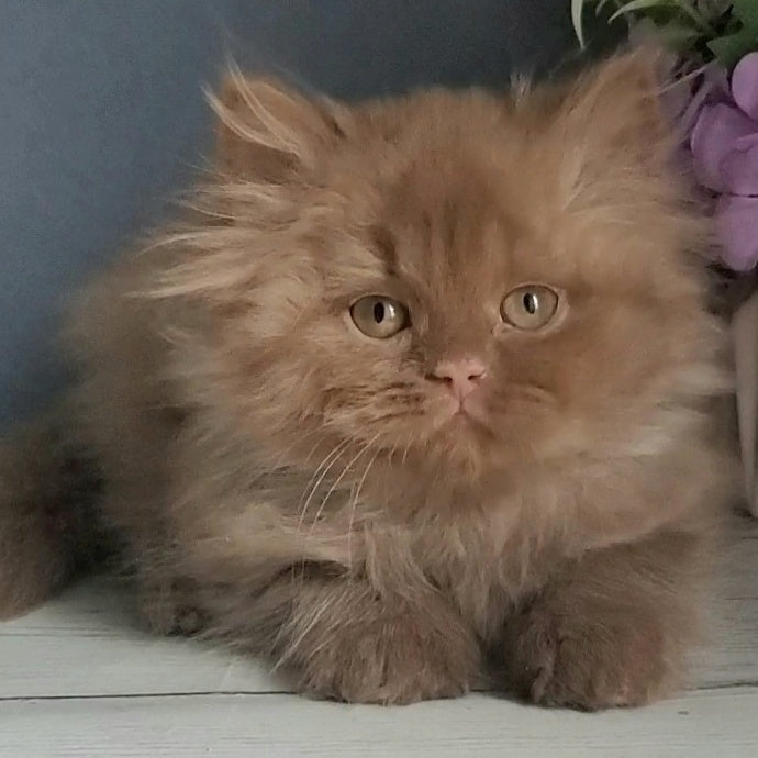 Fortuna British Longhair female, cinnamon