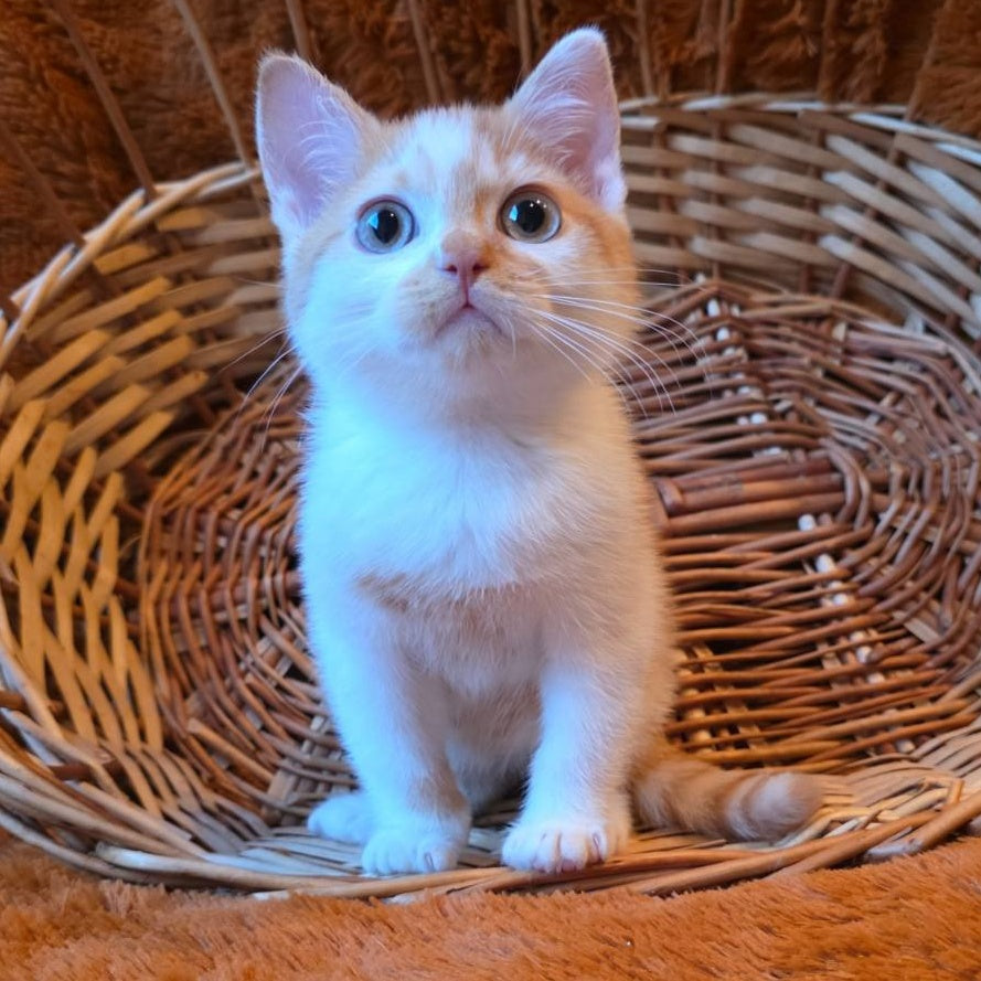 Barney British Shorthair male, red bicolour