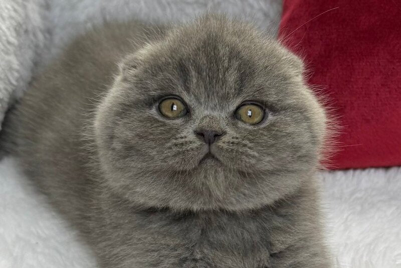Benny Scottish Fold male, blue