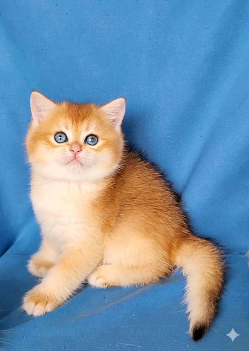Xenon British Shorthair male, black golden chinchilla