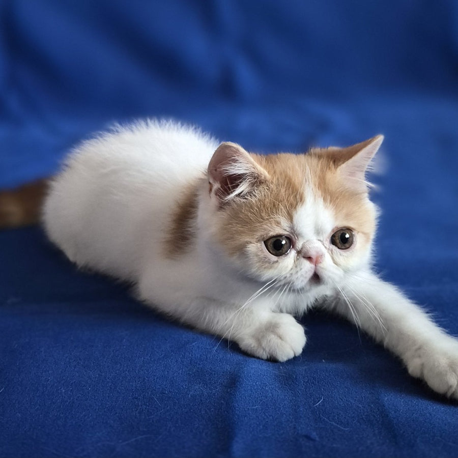 Zest Exotic male, red spotted tabby bicolour