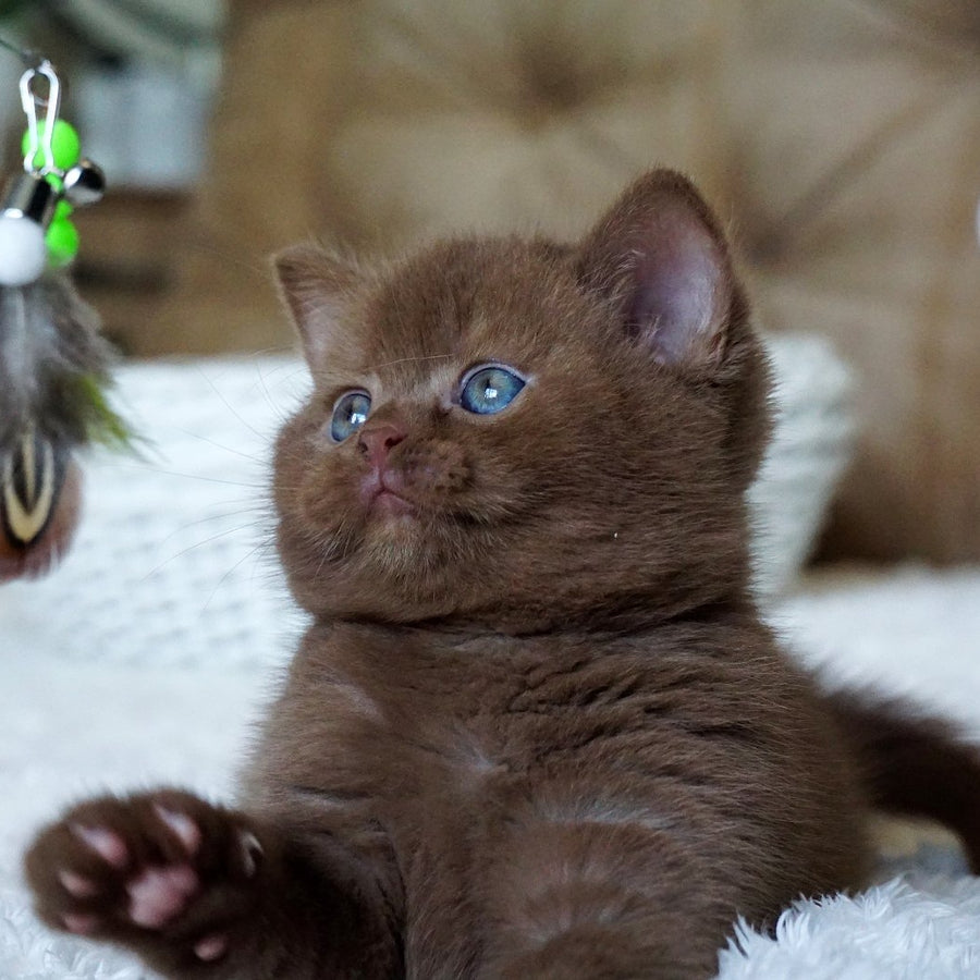 Miki British Shorthair male, cinnamon