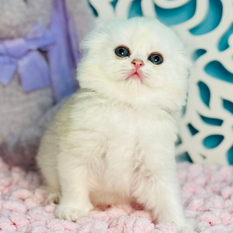 Coco Scottish Fold female, black silver shaded