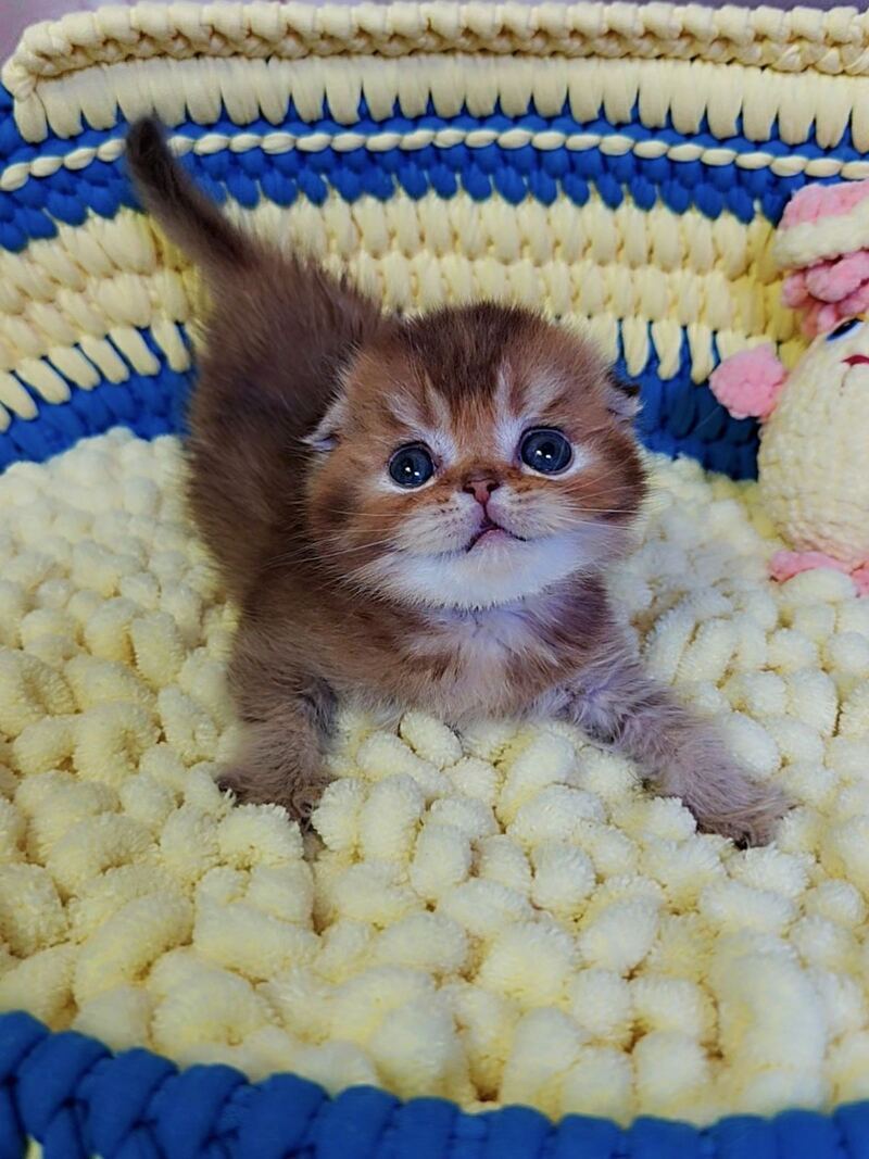 Paladin Scottish Fold male, chocolate golden ticked tabby