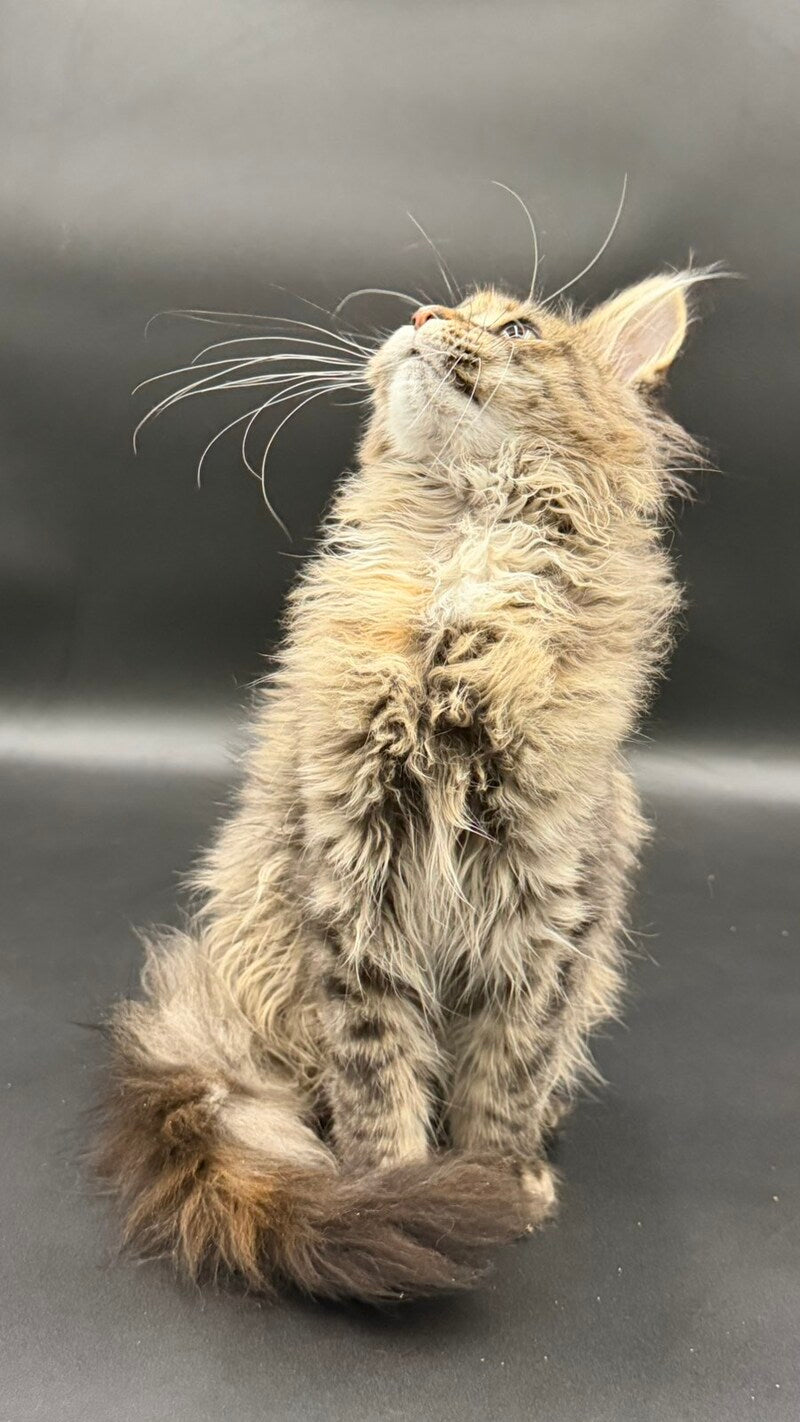 Werra Maine Coon female black tortie spotted tabby - live animals