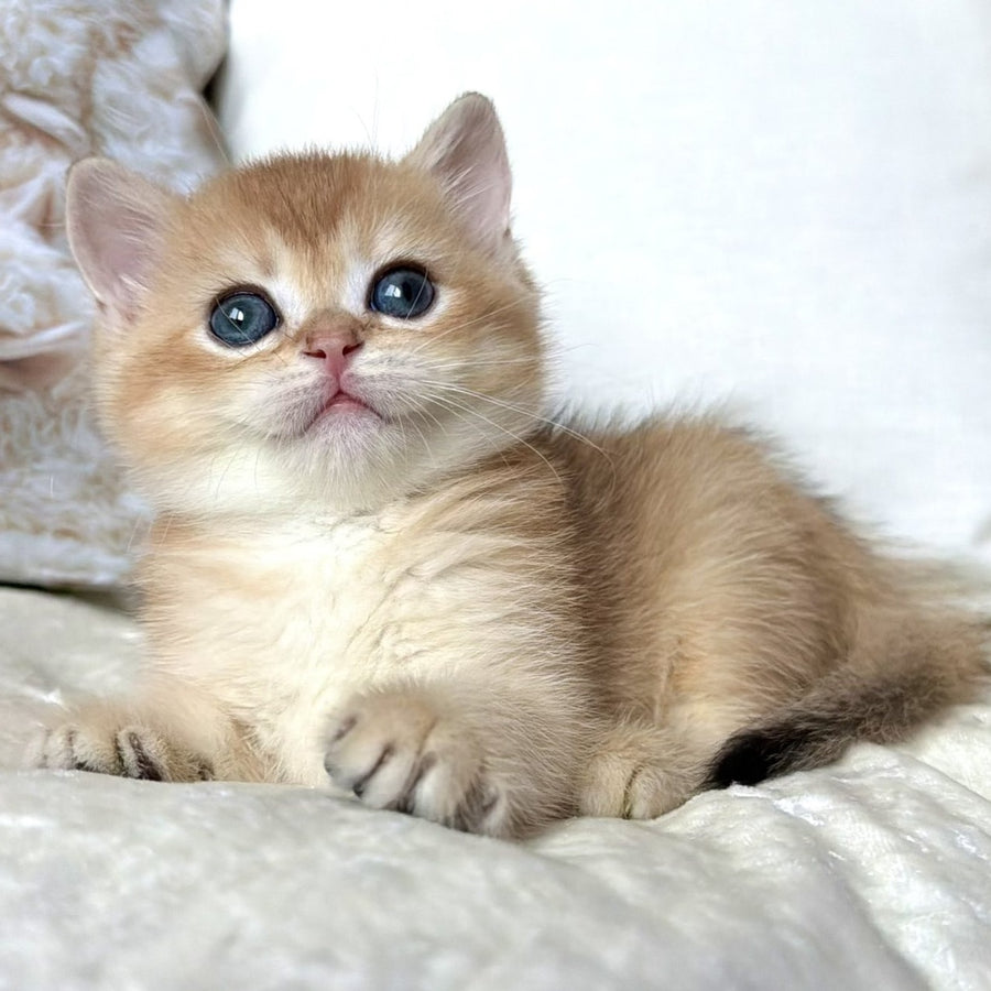 Odri British Shorthair female, black golden chinchilla