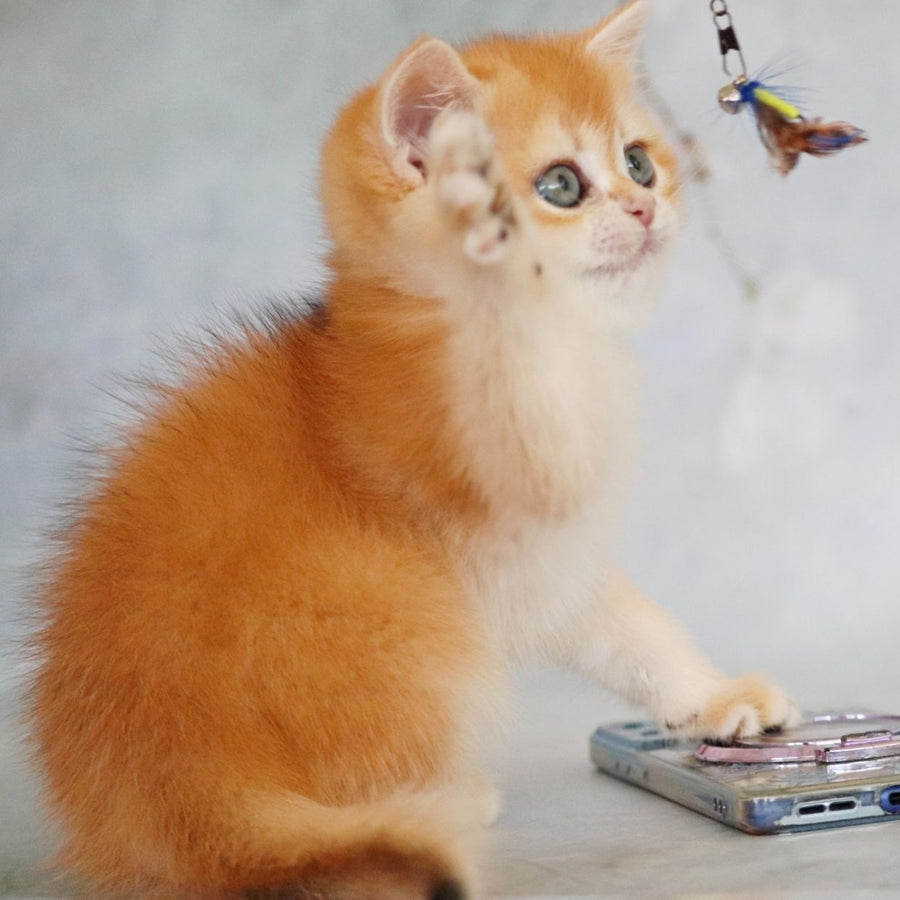 Zemfira British Shorthair female, black golden chinchilla