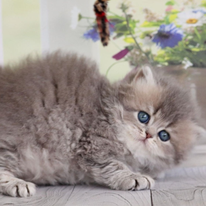 Ximena British Longhair female, blue golden shaded