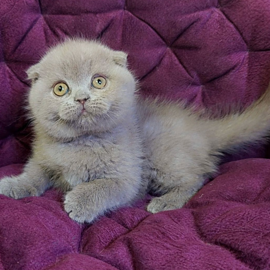 Margosha Scottish Fold female, lilac