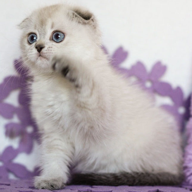 Upi Scottish Fold female, black ticked tabby pointed