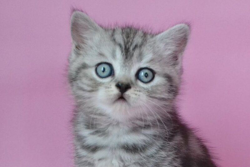 Mark Scottish Straight male, black silver tabby