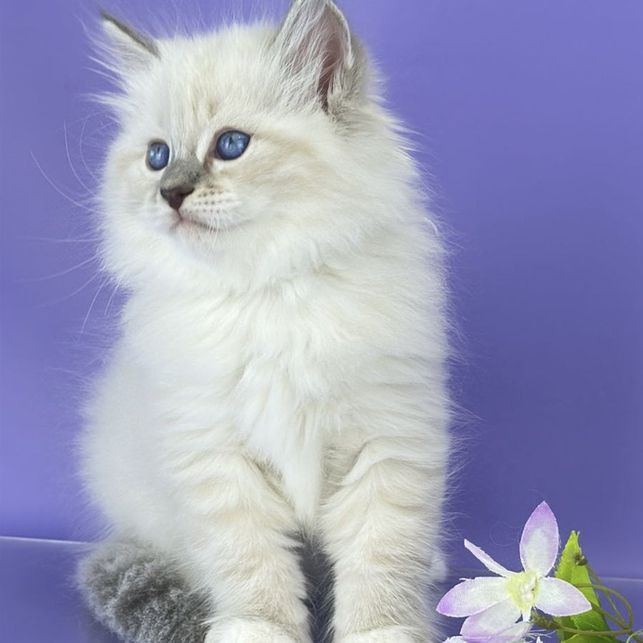 Zephire Siberian male, blue tabby pointed with white