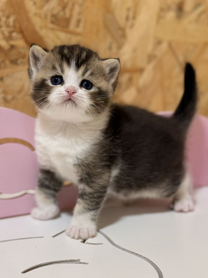 Fan Fan Scottish Straight male, black ticked tabby bicolour