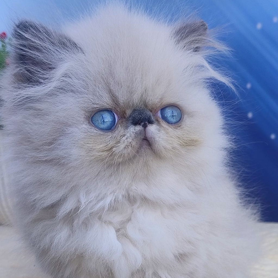 Emmi Persian female, seal pointed