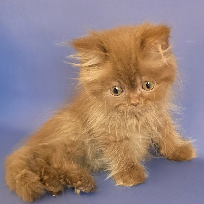 Biscuit Scottish Fold male, cinnamon