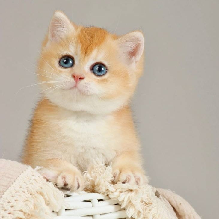 Yan British Shorthair male, black golden chinchilla
