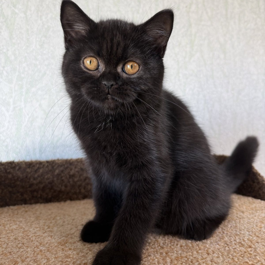 Afina Scottish Straight female, black