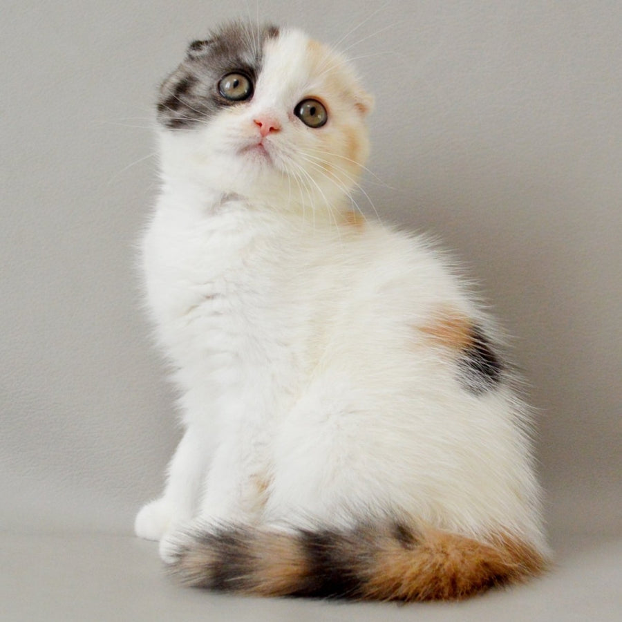 Wyomy Scottish Fold female, black tortie silver tabby van