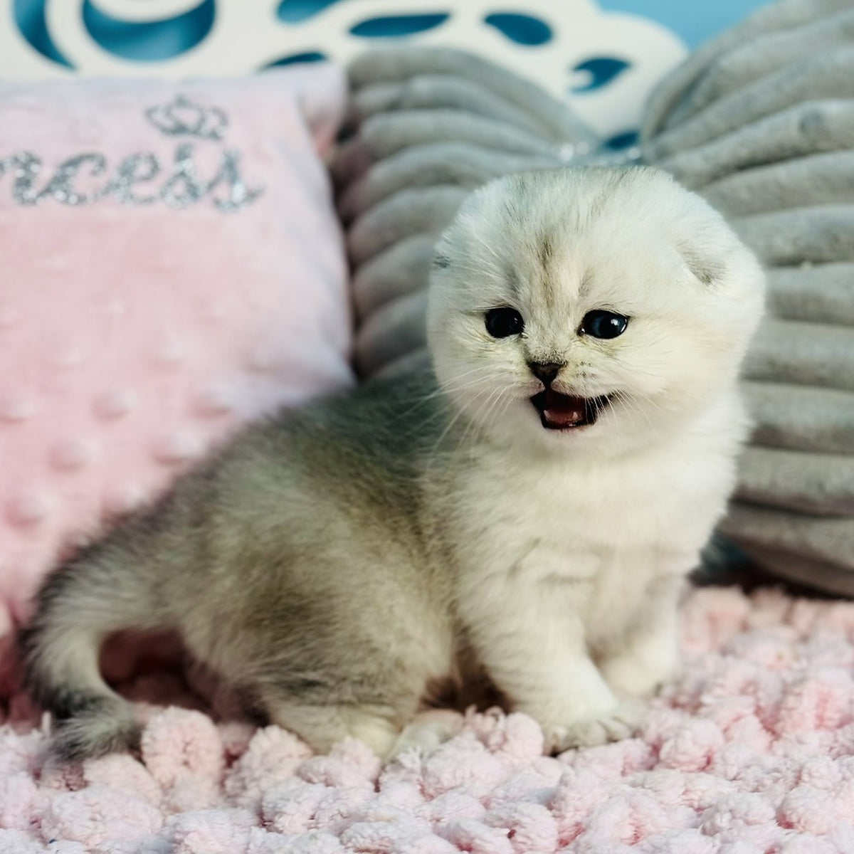 Isabel Scottish Fold female, black silver shaded