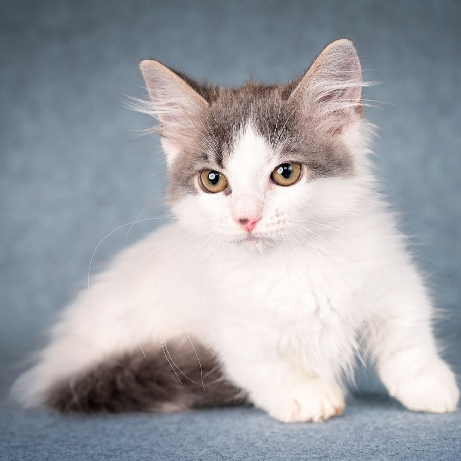 Diana Munchkin female, blue tabby harlequin