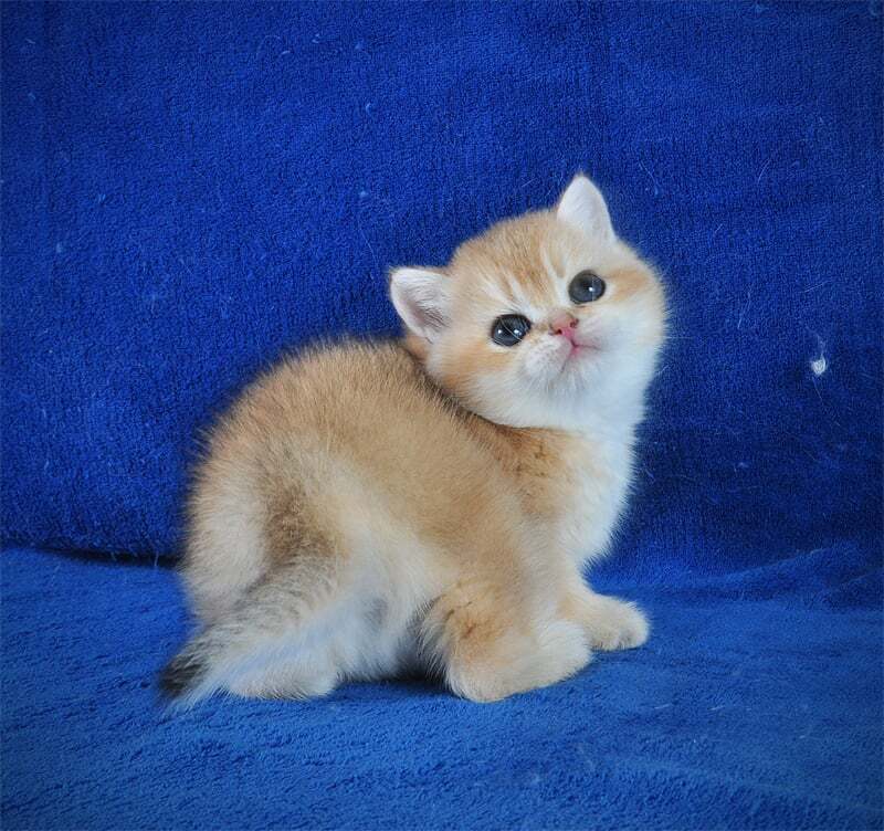 Goshka British Shorthair male black golden shaded live animals
