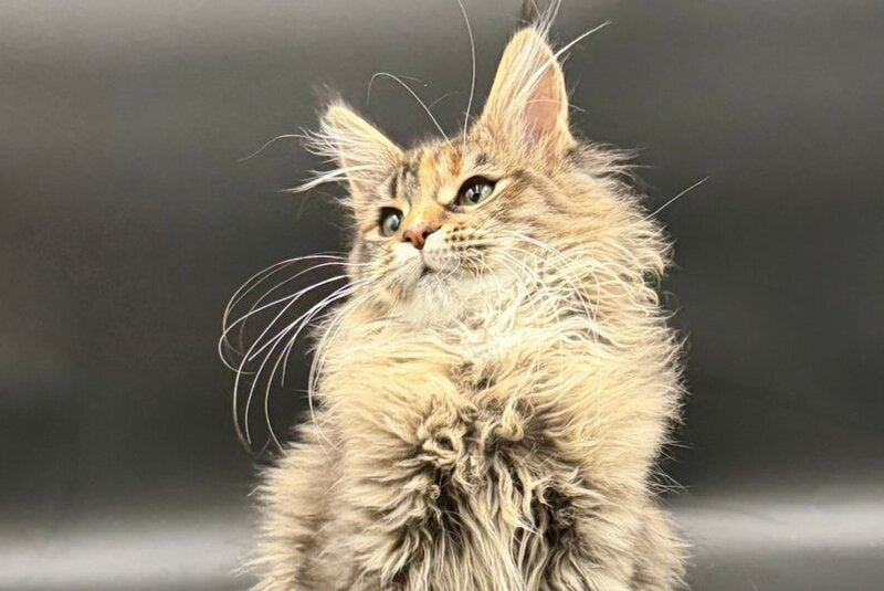 Werra Maine Coon female, black tortie spotted tabby