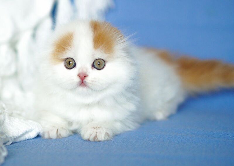 Pumpkin Scottish Fold female red tabby van - live animals