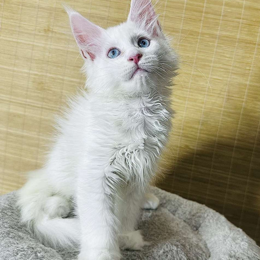 Melissa Maine Coon female, white