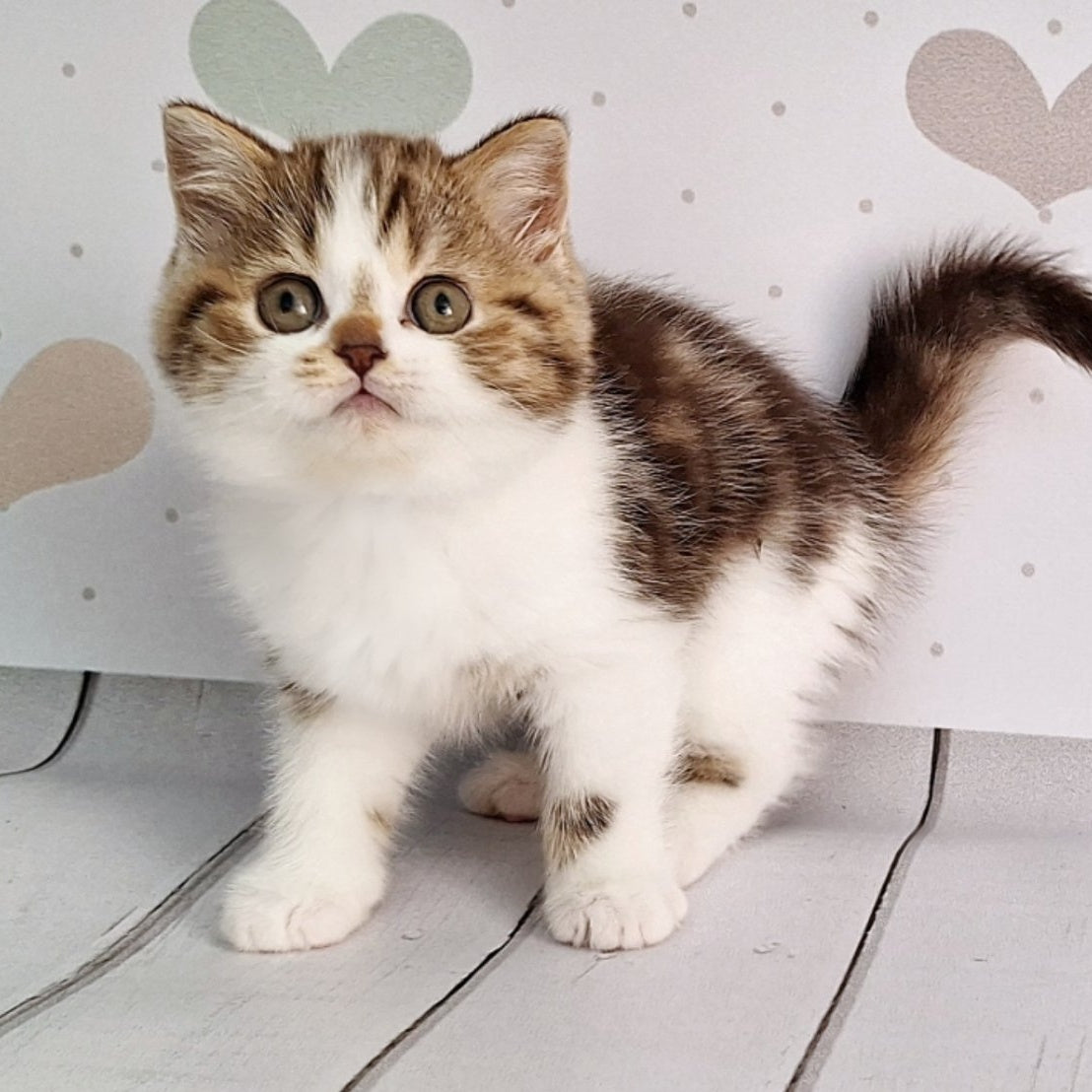 Beckham Scottish Straight male, chocolate tabby bicolour