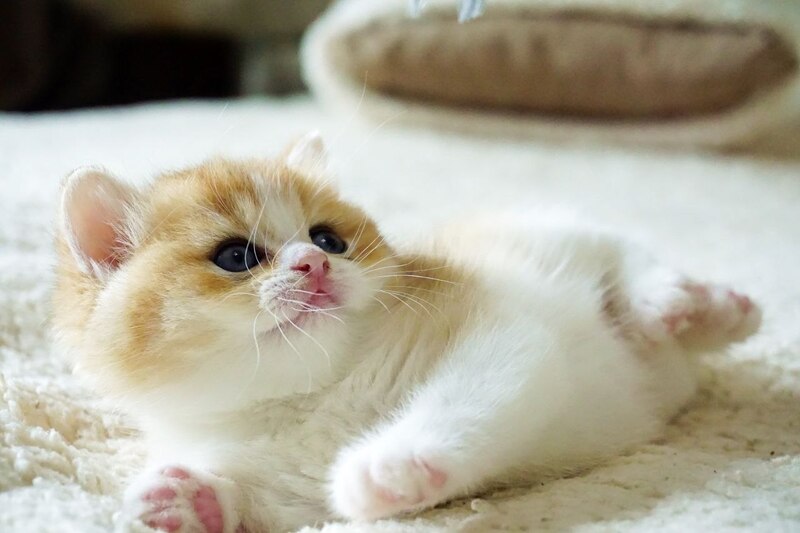 Ilan British Shorthair male, black golden chinchilla bicolour