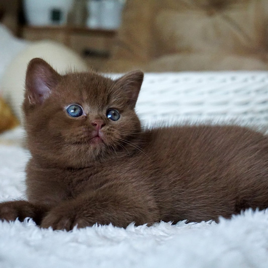 Miki British Shorthair male, cinnamon