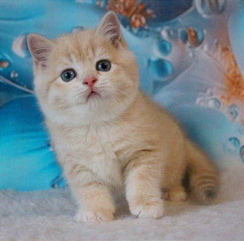 Gucci British Shorthair male, lilac golden shaded