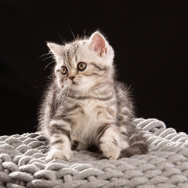 Nicole Scottish Straight female black silver tabby - live animals
