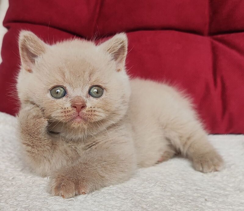 Usher British Shorthair male fawn - live animals