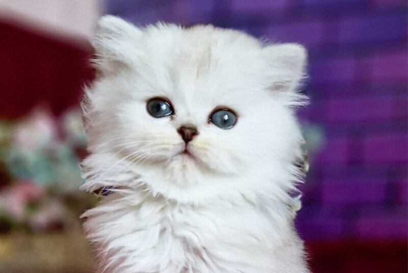 Nettie British Longhair female black silver shaded - live animals