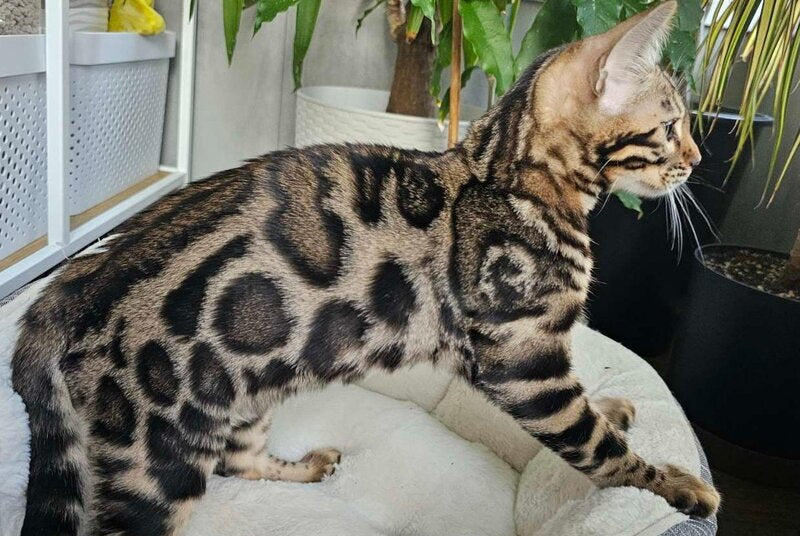 Kairos Bengal male, black spotted tabby